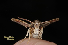 Eupanacra
