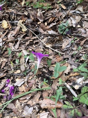 Ipomoea elongata