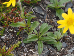 Arnica griscomii