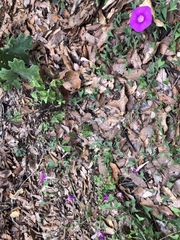 Ipomoea elongata