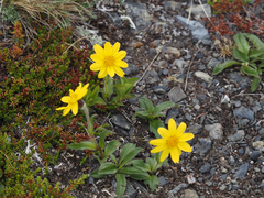 Arnica griscomii