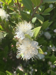 Myrtus