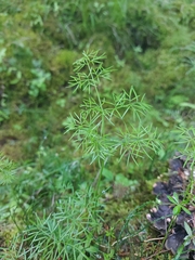 Ostericum tenuifolium