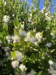 Myrtus