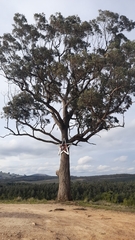 Eucalyptus aromaphloia