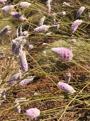 Ptilotus calostachyus
