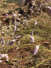 Ptilotus calostachyus