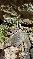 Cardamine angustata