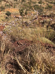Ptilotus calostachyus