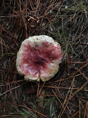 Russula sardonia
