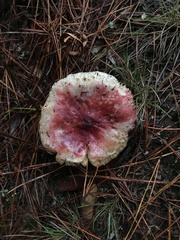 Russula sardonia