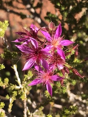Calytrix exstipulata