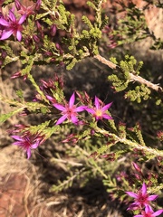 Calytrix exstipulata