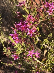 Calytrix exstipulata