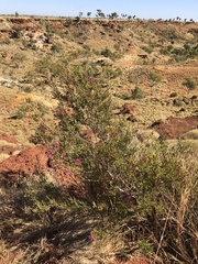Calytrix exstipulata