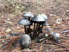 Agaricales