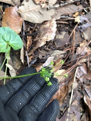 Micropleura renifolia