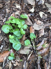 Micropleura renifolia