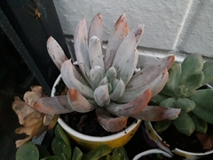 Echeveria unguiculata