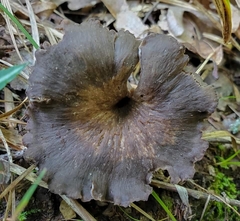 Craterellus foetidus