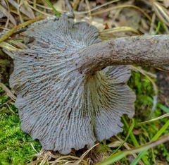 Craterellus foetidus