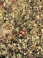 Grevillea wickhamii