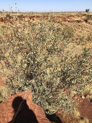Grevillea wickhamii