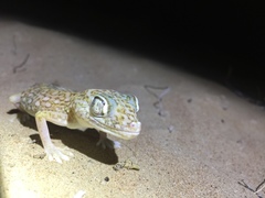 Stenodactylus doriae