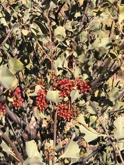 Grevillea wickhamii