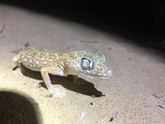 Stenodactylus doriae