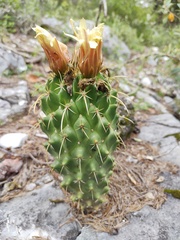 Coryphantha glassii
