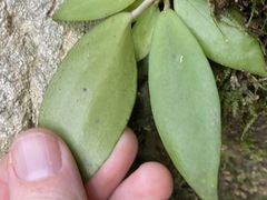 Hoya pottsii