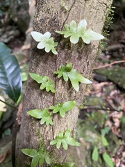Arthropteris palisotii