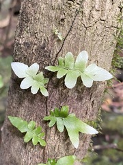 Arthropteris palisotii