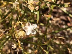 Trigastrotheca molluginea