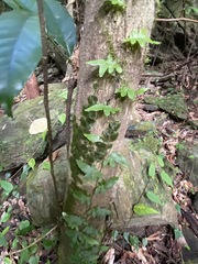 Arthropteris palisotii