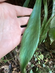 Antrophyum callifolium