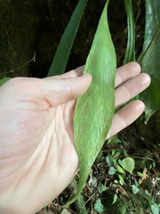 Antrophyum callifolium