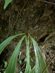 Antrophyum callifolium