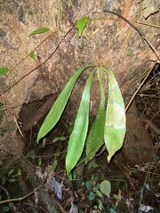 Antrophyum callifolium