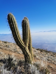Trichocereus chiloensis chiloensis