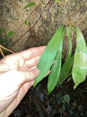 Antrophyum callifolium