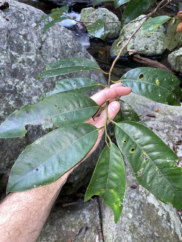 Image of Myristica globosa by (c) Greg Tasney, some rights reserved (CC BY-SA)