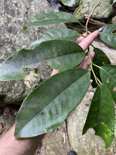 Image of Myristica globosa by (c) Greg Tasney, some rights reserved (CC BY-SA)