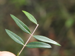 Austromyrtus
