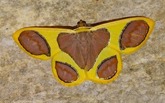Plutodes pseudocyclaria