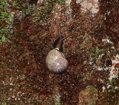 Rhynchotrochus macgillivrayi