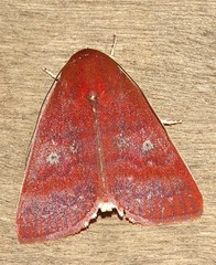 Calymera