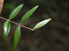 Austromyrtus