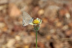 Theclinesthes miskini